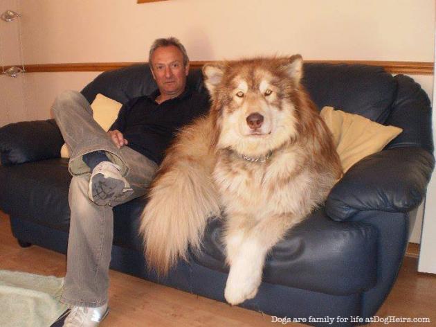 超大型犬とかいうもはや犬ではない生き物（※画像あり）