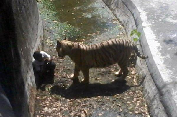 【衝撃動画】ホワイトタイガーの飼育場に入った男性が食い殺される / インドの動物園
