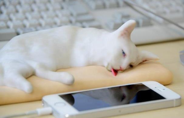 【画像】この猫の寝顔ヒドすぎくっそワロタｗｗｗｗｗ - 絶世の美猫セツ（雪）ちゃんの寝顔が話題
