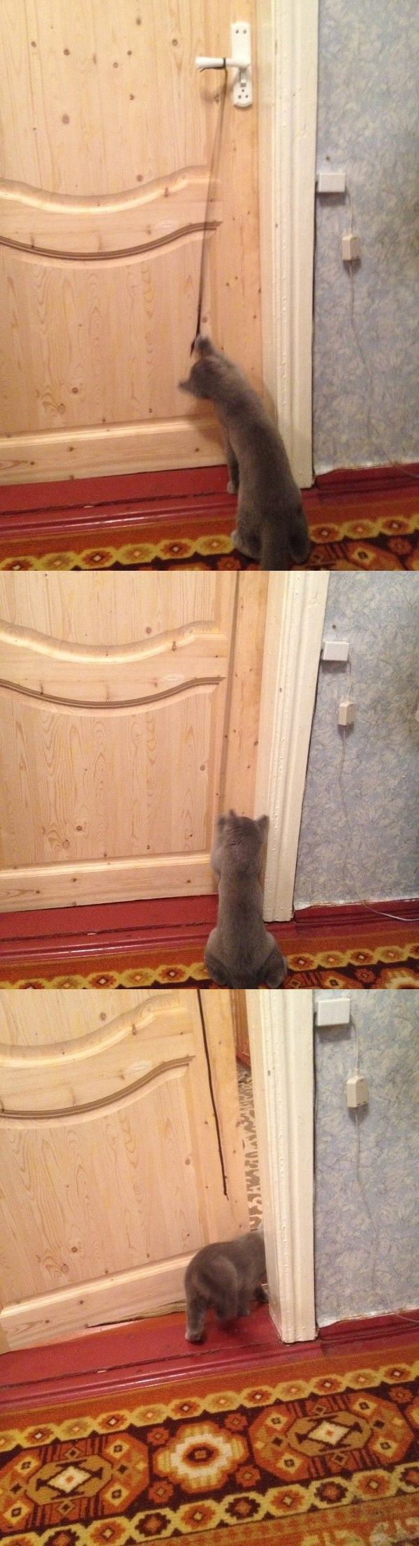 ●【画像】我が家のペットは、こうしてドアを開ける