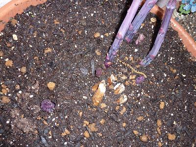3年目の紫アスパラガス「満味紫」、ついに3本収穫
