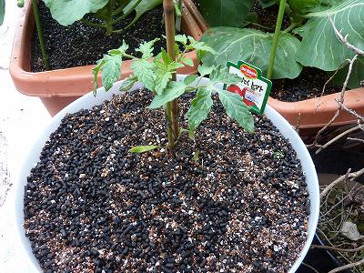 大玉トマト「ぜいたくトマト」を定植