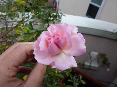 つるバラ「フランソワ・ジュランビル」が今年も開花！