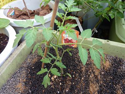 ミニトマト「トマトベリーガーデン」と「ピンキー」を定植