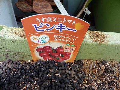 ミニトマト「トマトベリーガーデン」と「ピンキー」を定植