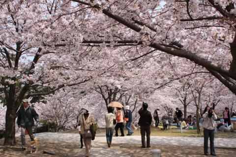 新潟の桜
